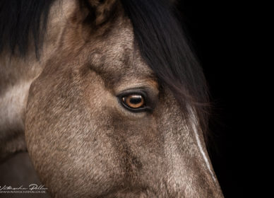 Pferd braunes Auge detail