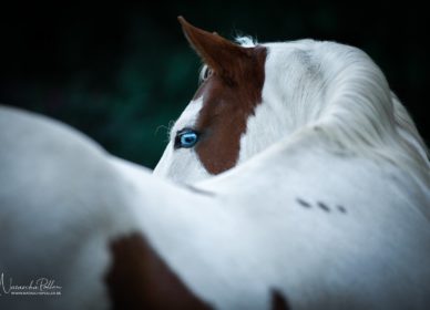 Paint Horse Detail