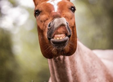 Quarter Horse smile