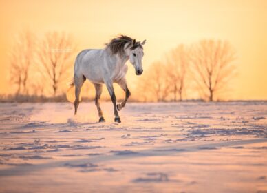 Horse snow