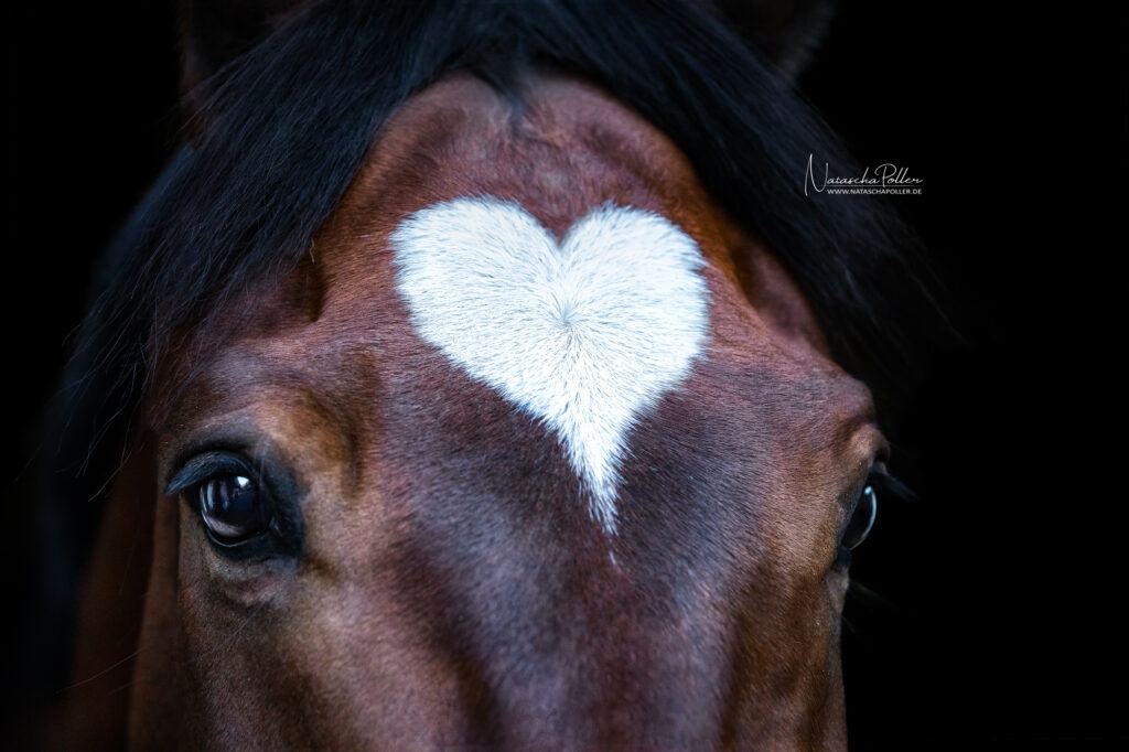 horse heart marking