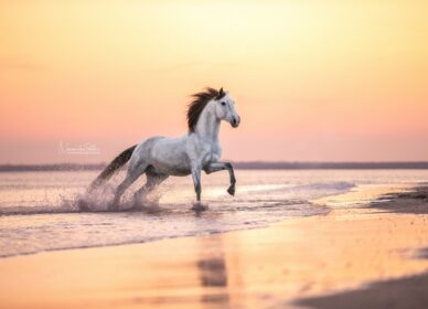 Spanish horse beach